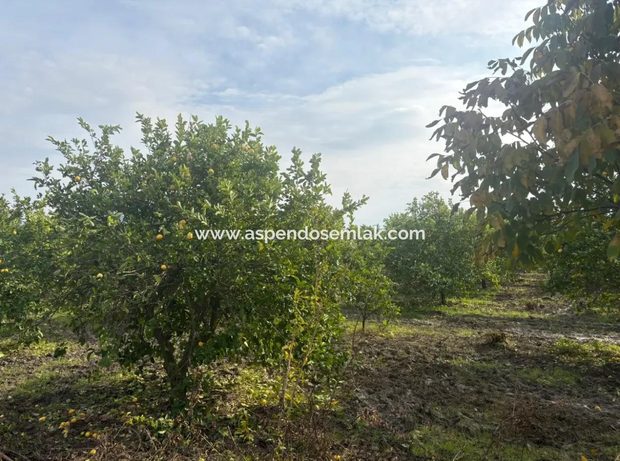Single Title Deed 5617M2 Lemon Orchard For Sale In Tepearası