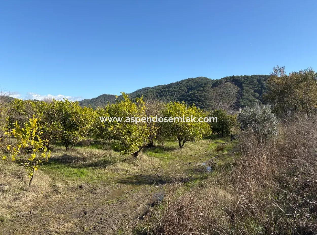 23,000M2 Detached Field Garden For Sale In Tepearasin,