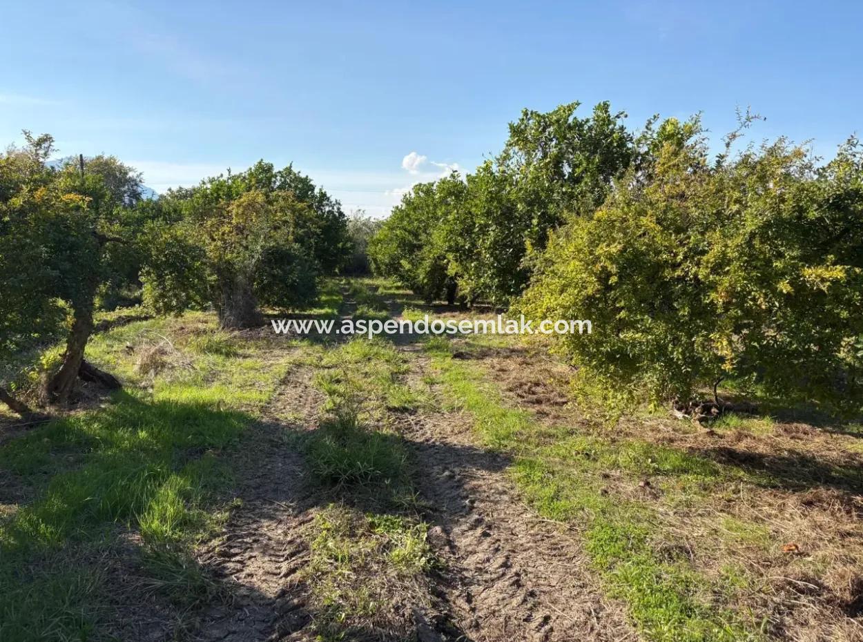 6150M2 Lemon And Pomegranate Garden For Sale In Eskiköy