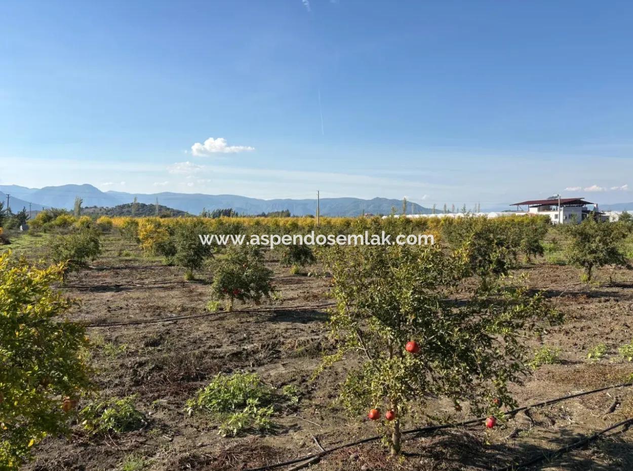 21500M2 Pomegranate Orchard For Sale In Eskiköy