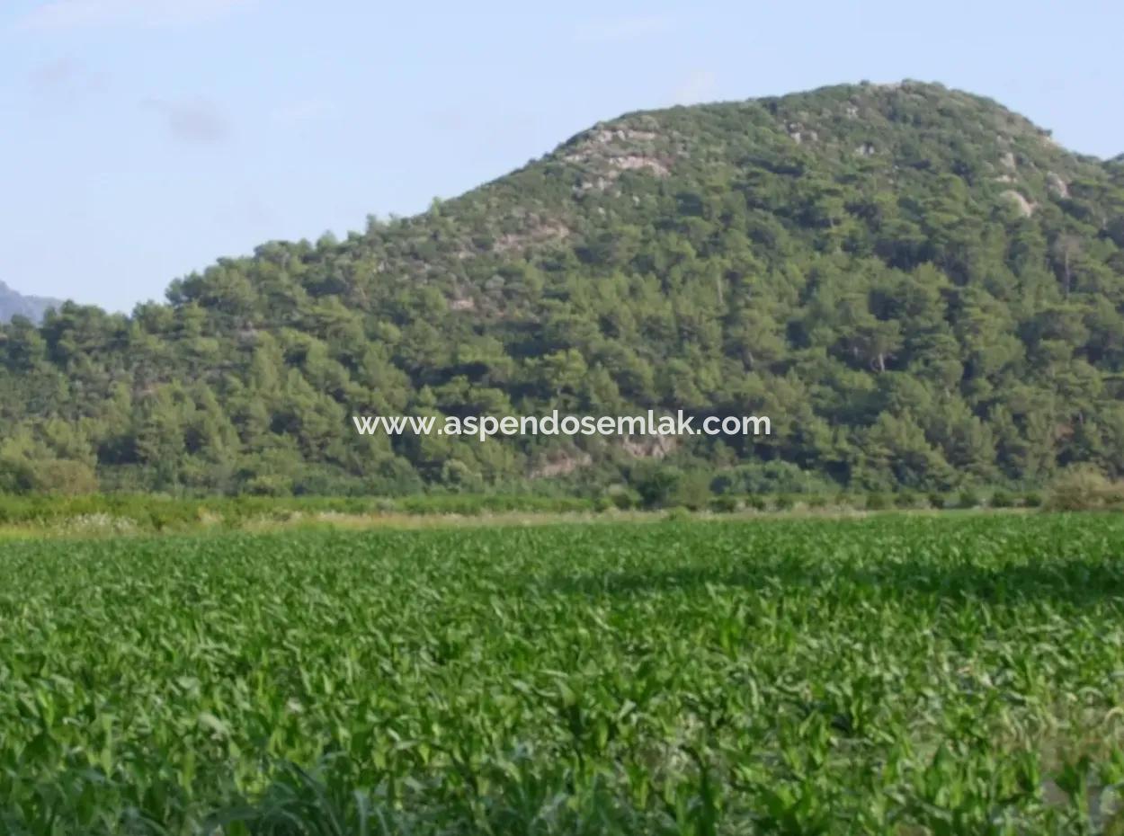 Farm For Sale Near The Centre Of Dalyan,14, 612M2 Farm For Sale