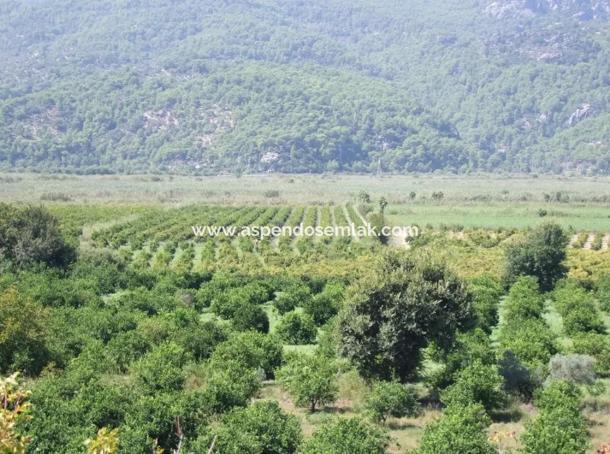For Sale Farm For Sale In Dalyan 73410M2