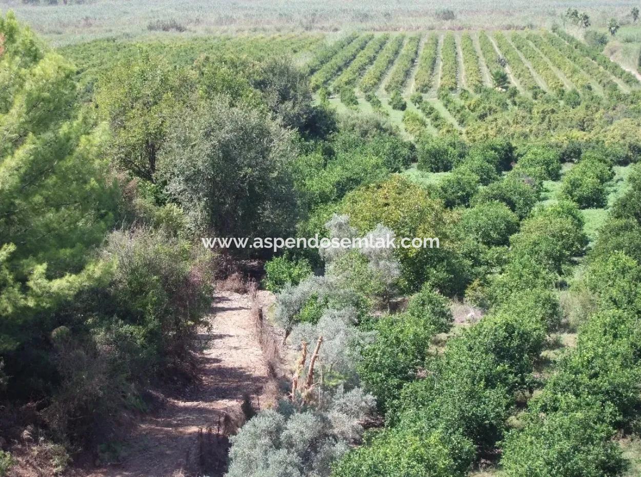 For Sale Farm For Sale In Dalyan 73410M2