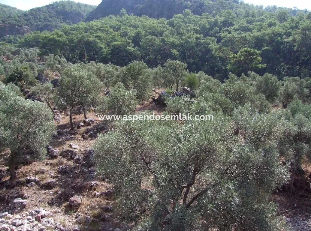 For Sale In Ekincik 5,391M2 Plot For Sale