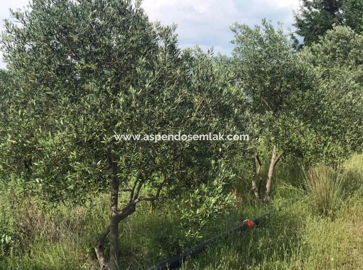 Land For Sale In Seydikemer Korubuku 76000M2