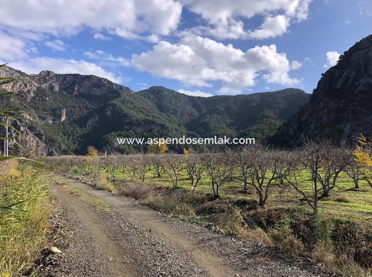Land For Sale In Dalyan Istuzu Yollu On 24,000M2 Pomegranate Garden For Sale