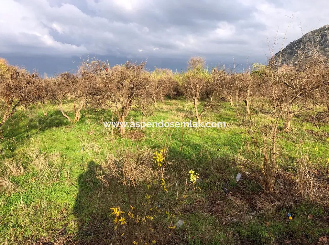Dalyan Land For Sale Near The Center 3000M2 5% Zoning Land For Sale