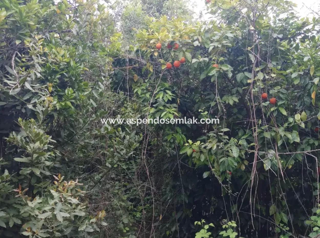 Land For Sale In Çamlida