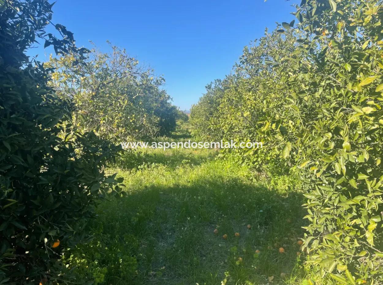 Dalyan Land For Sale 5227M2 Land For Sale