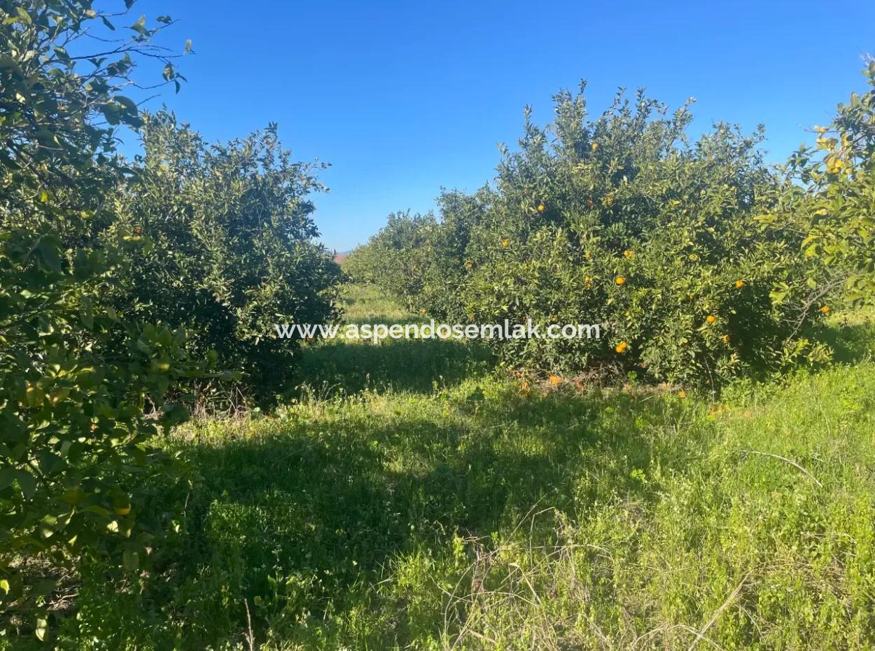 Dalyan Land For Sale 5227M2 Land For Sale
