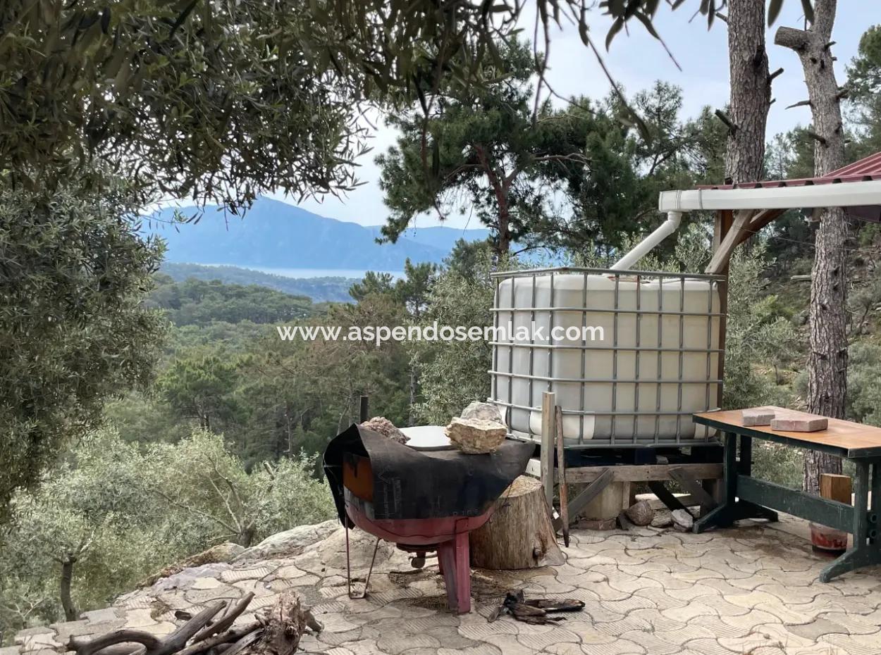 Olive House With Sea View In Ekincik Is For Sale