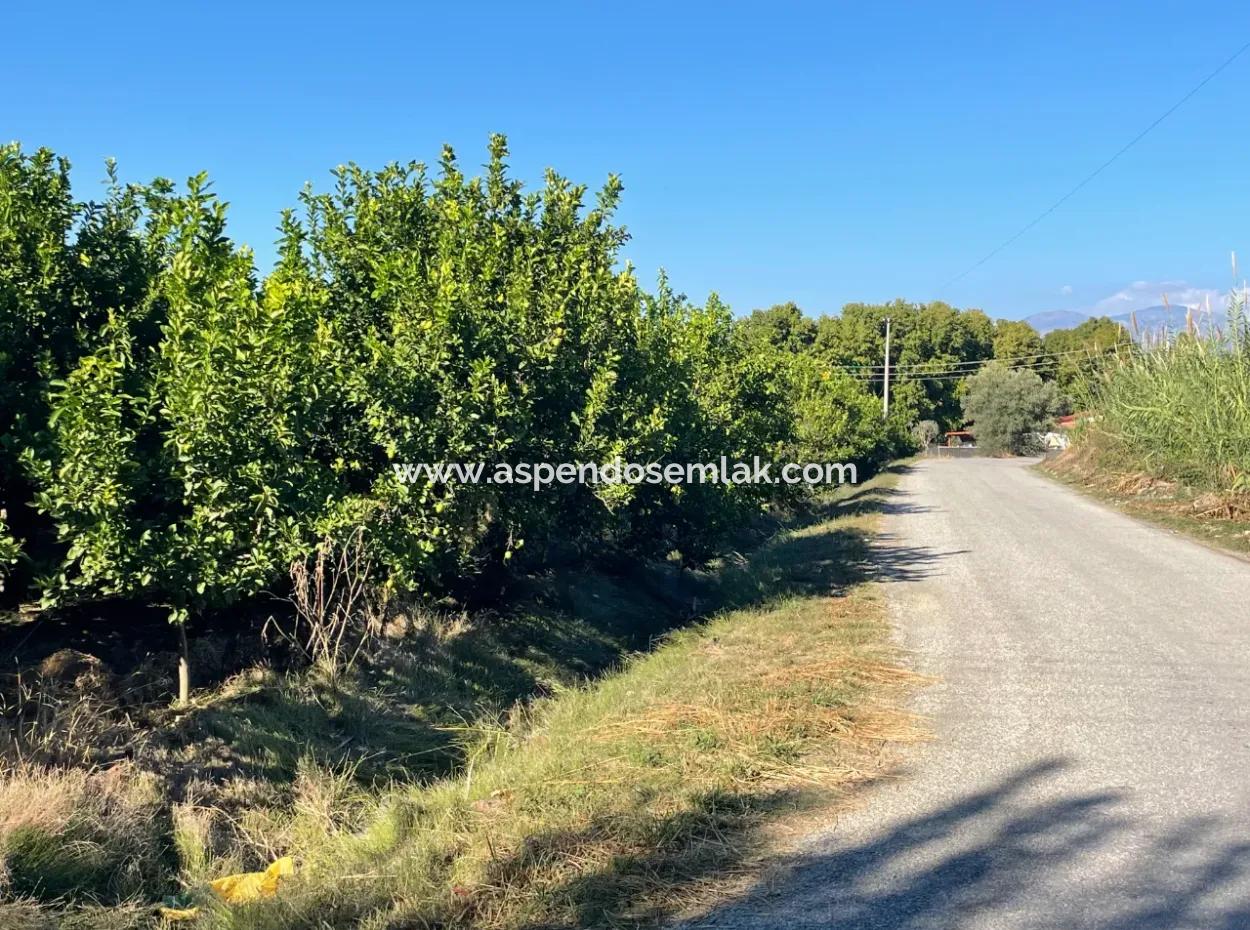 2D Lemon Orchard For Sale In Marmarli, Dalyan