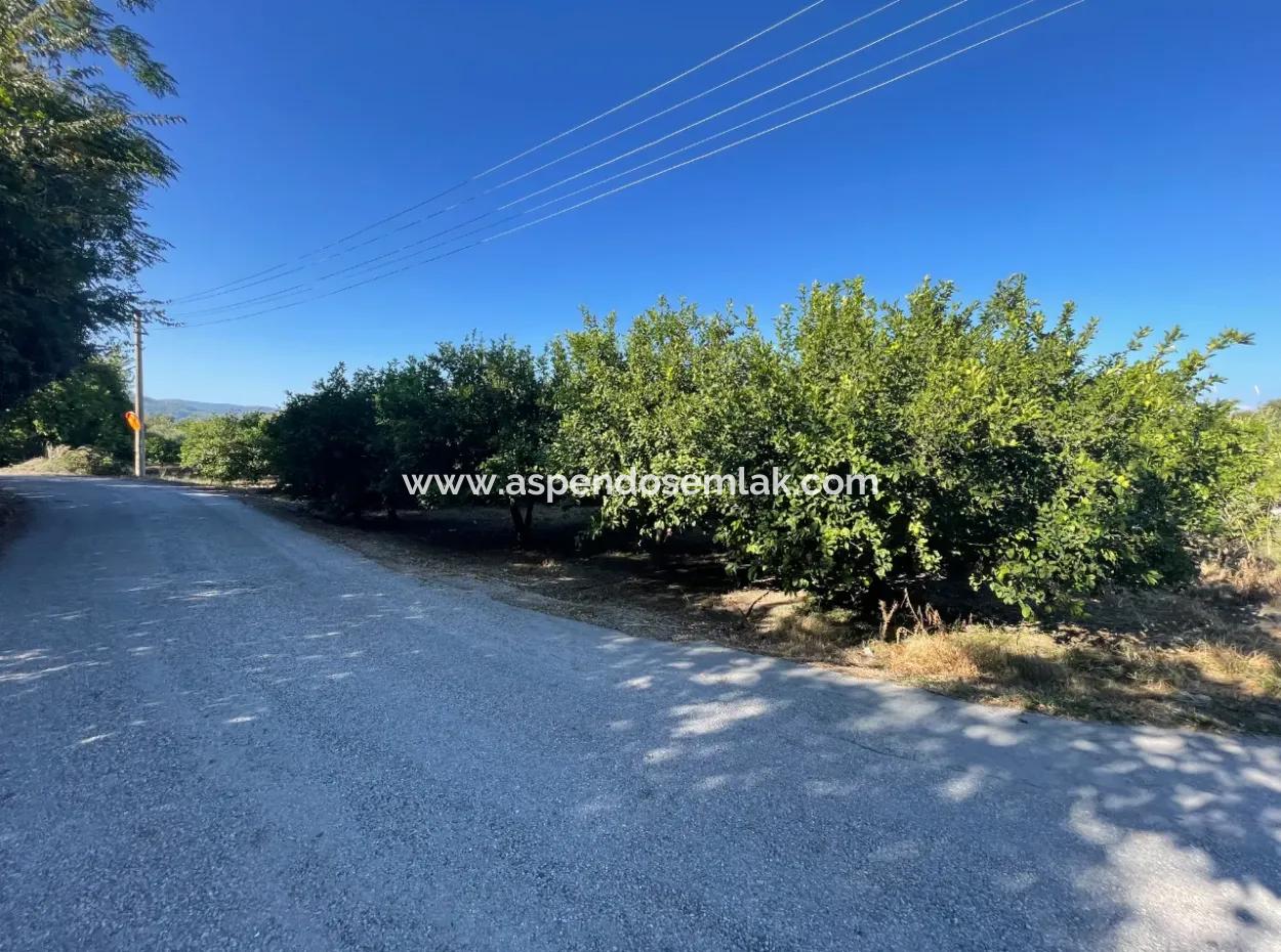 2D Lemon Orchard For Sale In Marmarli, Dalyan