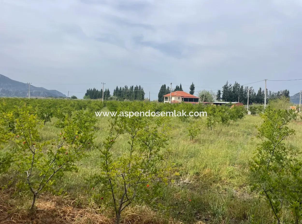 Field For Sale 6500M2 In Dalyan