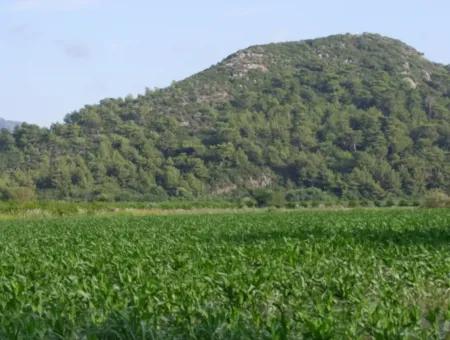 Farm For Sale Near The Centre Of Dalyan,14, 612M2 Farm For Sale