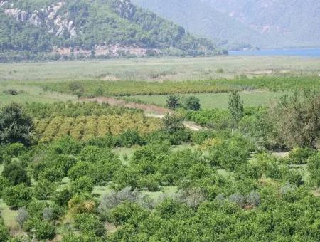 For Sale Farm For Sale In Dalyan 73410M2