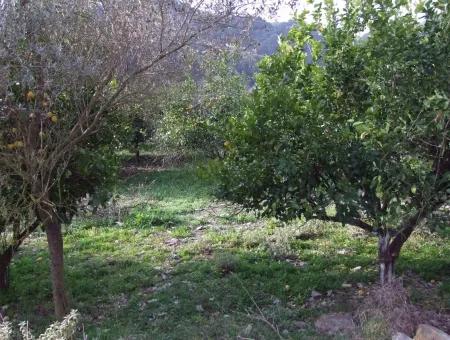 For Sale In Koycegiz, Dalyan Plot For Sale 10629M2