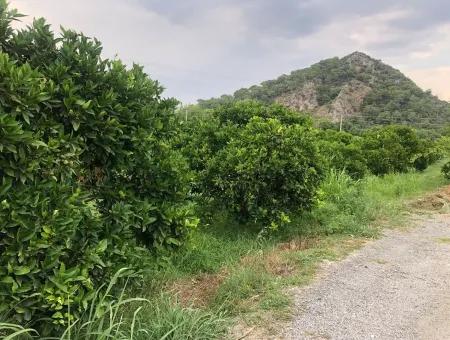 722M2 Plot For Sale In Dalyan Gülpınar For Sale