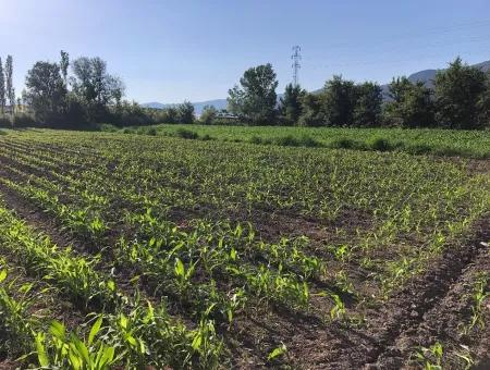2200M2 Plot For Sale In Dalyan For Sale Dalyan