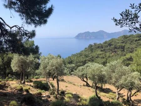 7034M2 Field For Sale With Sea View In Çandir