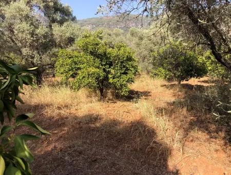 Land Field For Sale In Köyceğinz Yangi 9406M2 Land For Sale