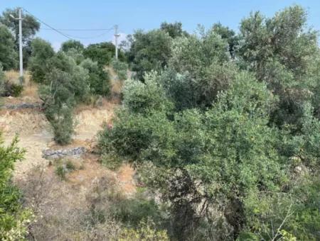 Land For Sale In Fevziye 1858M2 Land For Sale With Full Sea View