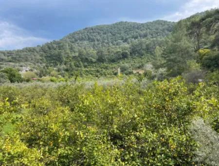 5000M2 Field For Sale At The Beginning Of The Road In Çandır