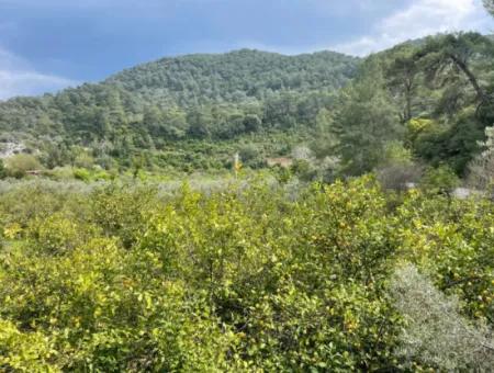 5000M2 Field For Sale At The Beginning Of The Road In Çandır