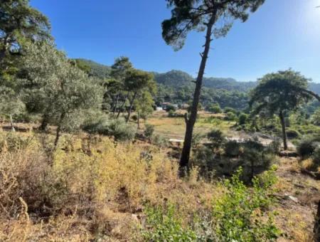 1,320M2 Field For Sale In Çandır Center By The Forest