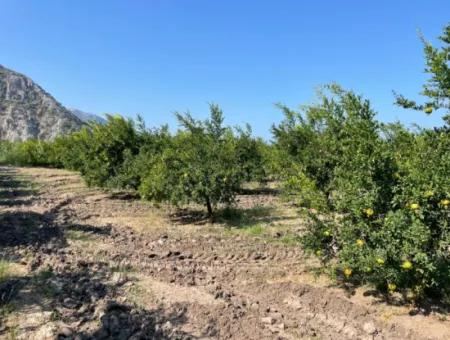 10,000M2 Pomegranate Garden For Sale In Dalyan Arıkbaşı And Gerendüzün