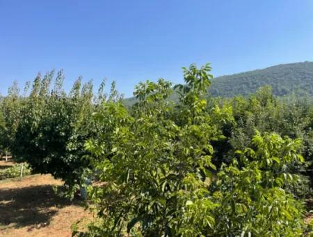 Muğla Ula Köprübaşı Mahallesin In 2378M2 Land In 3 1 Vlla For Sale