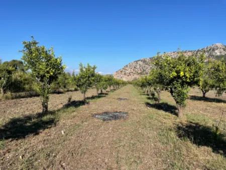 Land For Sale In Dalyan Close To The Center Of 6600M2