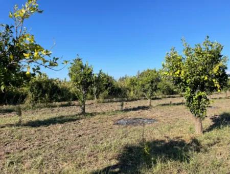 Land For Sale In Dalyan Close To The Center Of 6600M2