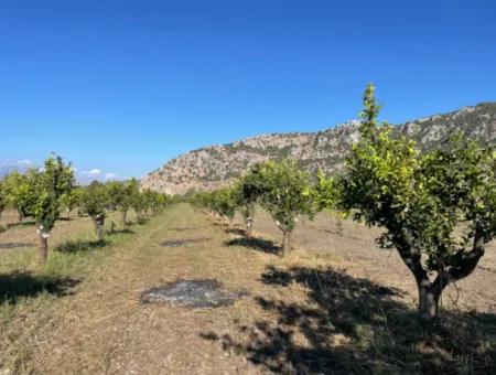 Land For Sale In Dalyan Close To The Center Of 6600M2