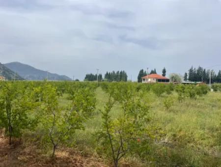 Field For Sale 6500M2 In Dalyan