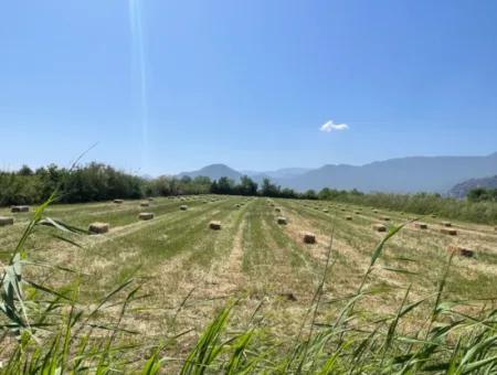 6,500M2 Field For Sale On The Iztuzu Road In Dalyan