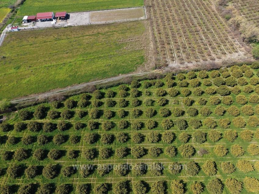 Виноградник Бахче Площадью 17.550 М2 На Продажу Недалеко От Центра Дальяна