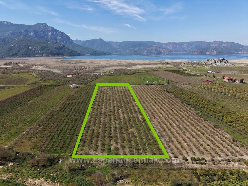 Гранатовый Сад Площадью 16.710 М2 На Продажу С Видом На Озеро В Эскикёй
