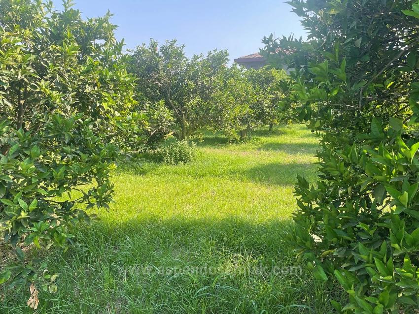 Земля 722М2 На Продажу В Дальян Гюльпынар