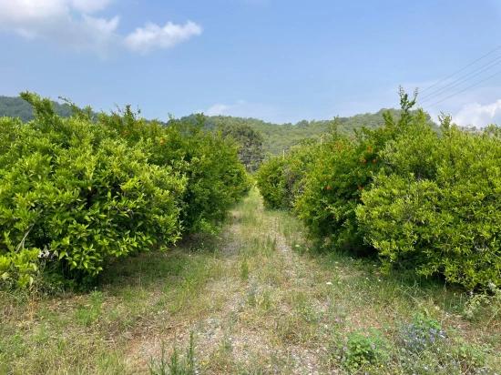 Земля 7800m2 На Продажу В Гёкбеле, Рядом С Дорогой Изтузу Бич Роуд