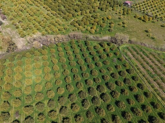 Виноградник Бахче Площадью 17.550 М2 На Продажу Недалеко От Центра Дальяна