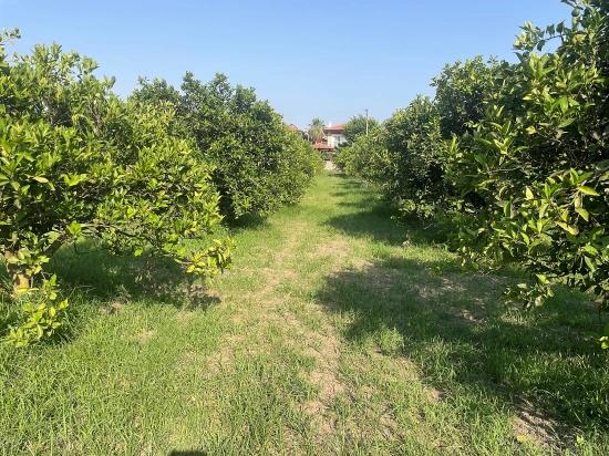 Земля 722М2 На Продажу В Дальян Гюльпынар
