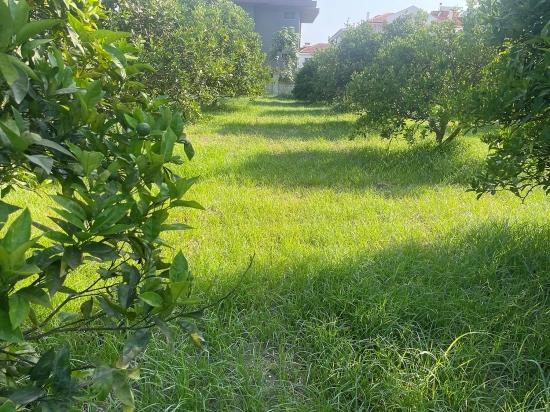 Земля 722м2 На Продажу В Дальян Гюльпынар