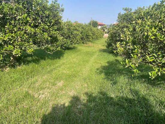 Земля 722м2 На Продажу В Дальян Гюльпынар