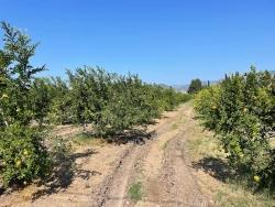 Для Продажи Поле в Dalyan Ortaca - Под Жилье застройку - 10.000 m²