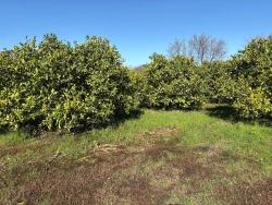Для Продажи Поле в Dalyan Ortaca - Под Поле застройку - 16.500 m²