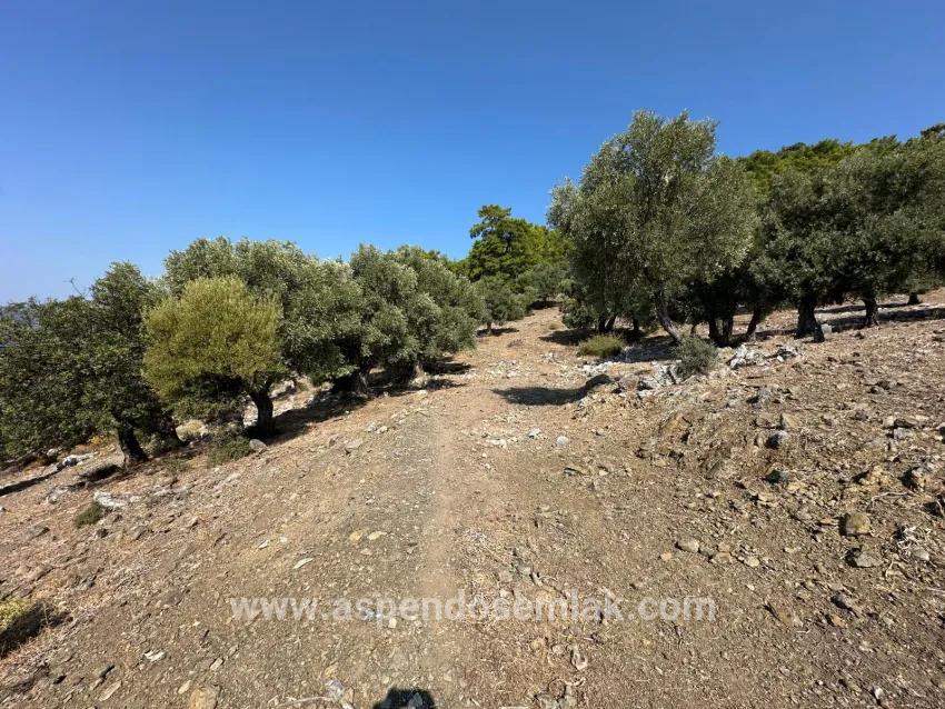 Köyceğiz Çandır Mah. Satılık Tarla - Tarla İmar Durumlu - 21.000 m²