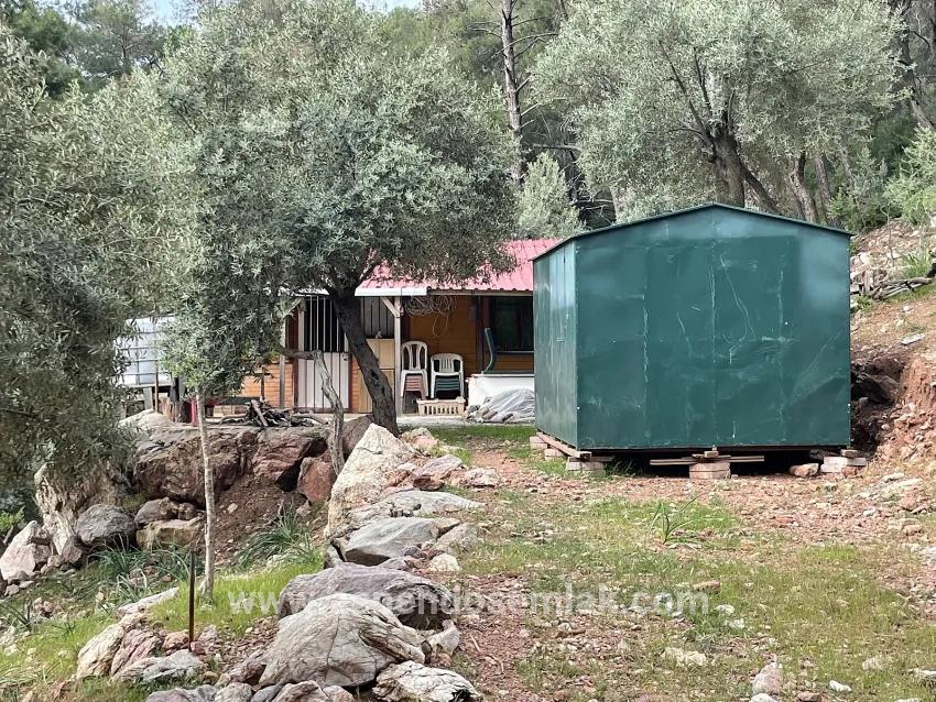 Köyceğiz Ekincik Mah. Satılık Tarla - Zeytinlik İmar Durumlu - 7.000 m²
