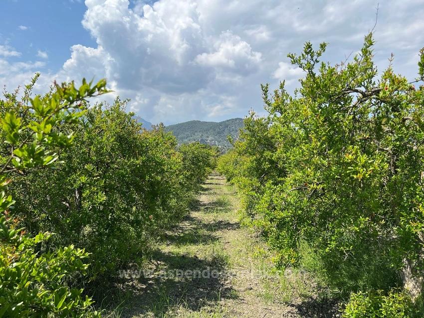 Dalyan Maraş Mevkiinden 5,100M2 %5 Konut İmarlı Satılık Arsa