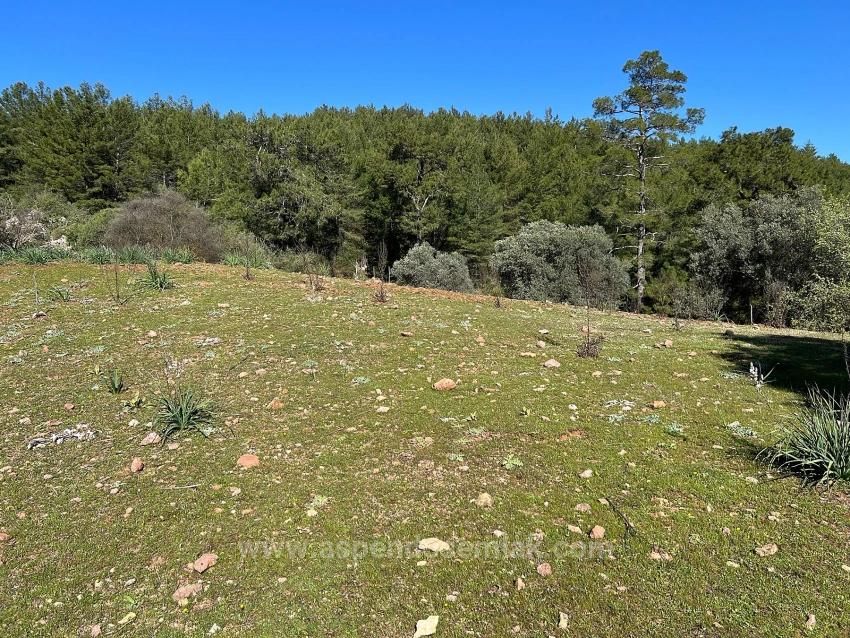 Gökbel'de Doğa Ve Orman İçerisinde Satılık Tarla